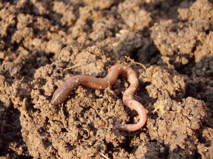 An happy earth worm by sciencetrends.com