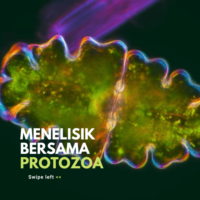 Menelisik Bersama Protozoa Tanah