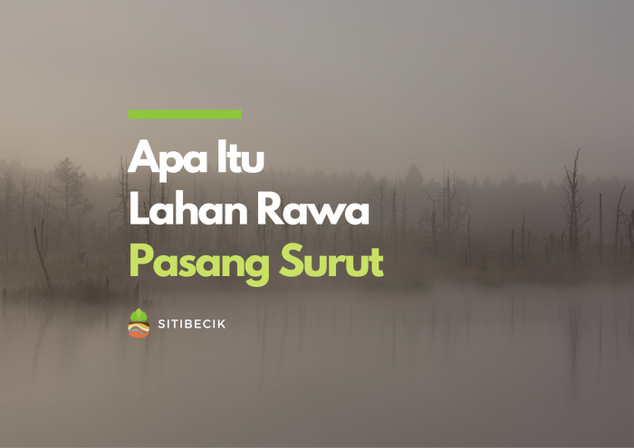 Apa Itu Lahan Rawa Pasang Surut?