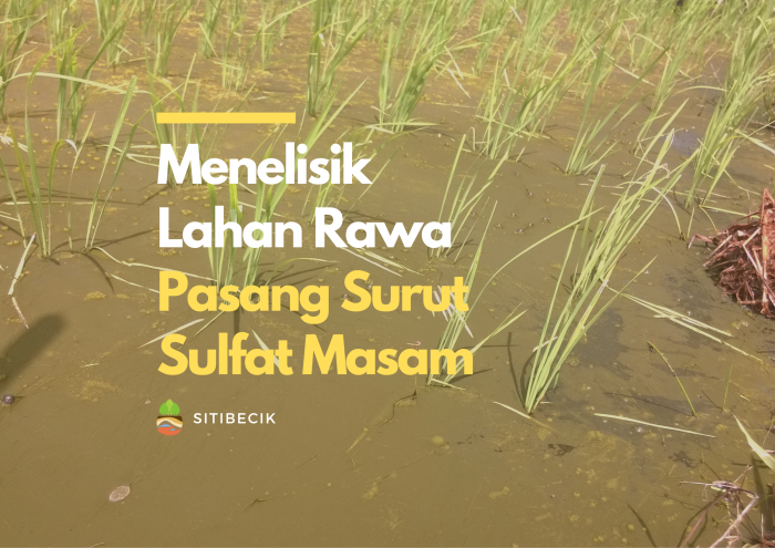 Menelisik Lahan Rawa Pasang Surut Sulfat Masam (Pirit)