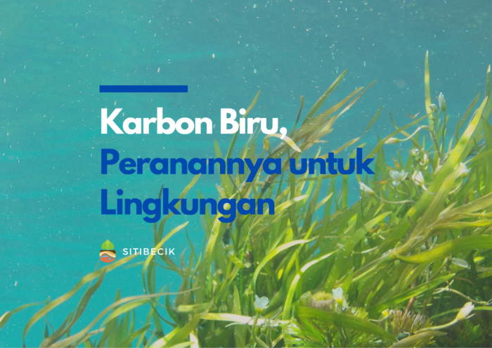 Karbon Biru “Blue Carbon”, Peranannya Untuk Lingkungan