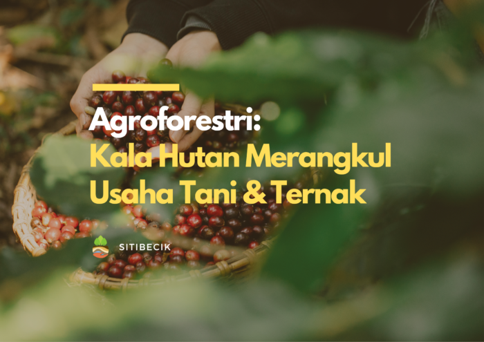 Agroforestry: Kala Hutan Merangkul Usaha Tani & Ternak